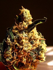 smkn420love has added a photo to the pool:sour band (headband x sour d)