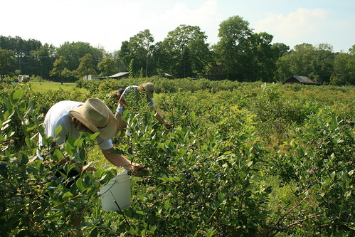 Mike's Blueberry Farm