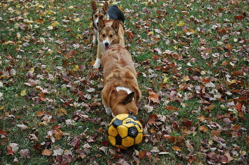 lined up for soccer