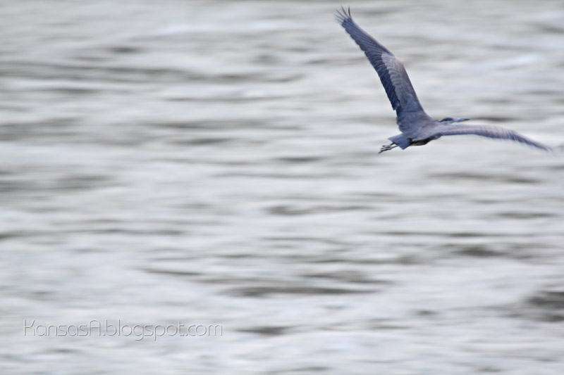 Blue Heron at the river