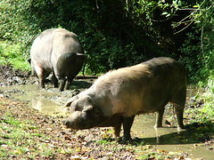 New Forest Pigs