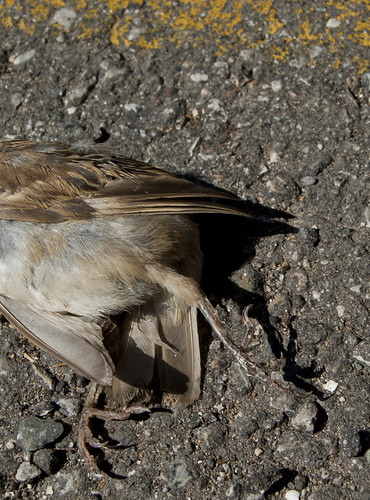 August Sparrow I