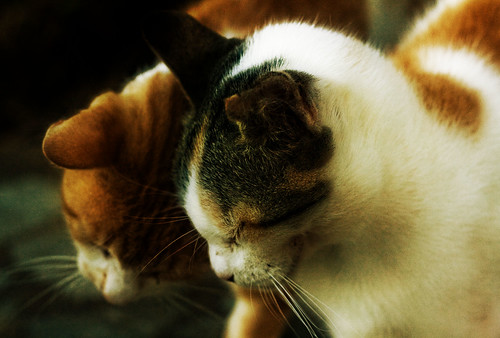 フリー写真素材|動物|哺乳類|ネコ科|猫・ネコ|カップル（動物）|