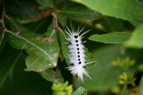 black and white caterpillar. The lack and white caterpillar of the Hickory Tussock Moth