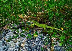 Large unidentified lizard (Italian alps, Lake Garda area)