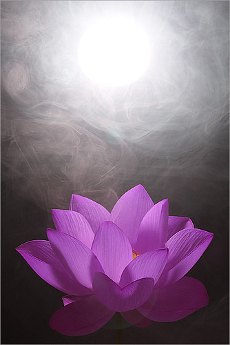 Lotus Flower / purple / white / - IMG_0588-purple1