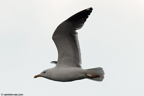 Lesser Black-backed Gull, adult, G[PP0]