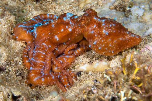 Ornate or Night Octopus (Octopus ornatus)