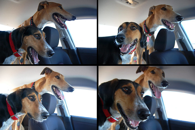 riding in cars with dogs
