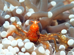 Orangutan crab -  Satonda Island, Indonesia
