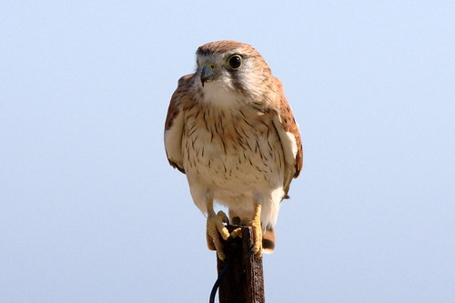 Nankeen kestrel (Falco cenchroides)