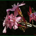 OLEANDRO  ( Nerium oleander L.)