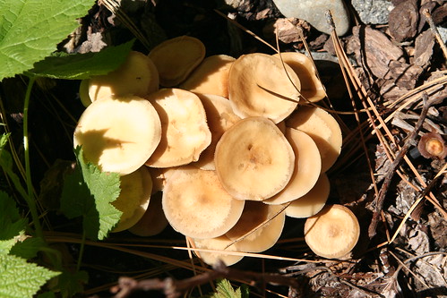 Mushrooms in Sunlight