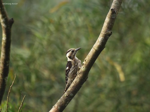 小啄木 Dendrocopos canicapillus(Pigmy Woodpecker)