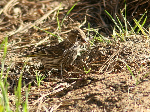 Pine Siskin gathering nest material 20100617