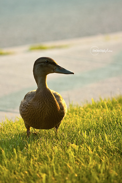 quack! day 187 (17)