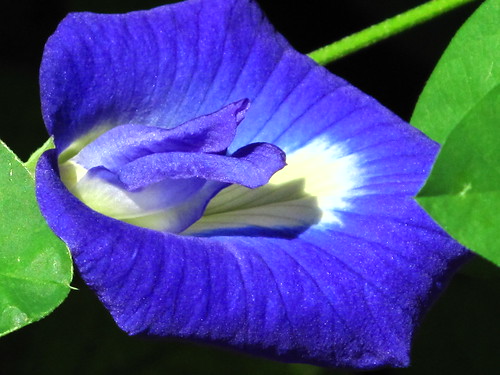 IMG_1074 Bunga Telang – Blue pea – Clitoria flower