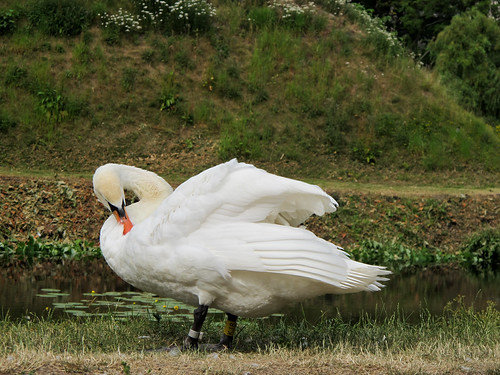 A Swan at Rest - Copenhagen, Denmark
