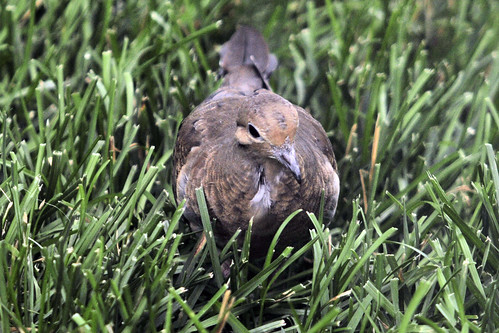 juv mourning dove
