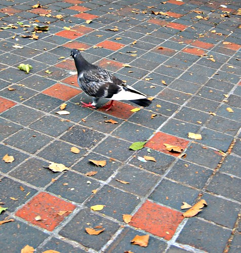 pigeon at met fix