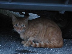 Cat Under My Car