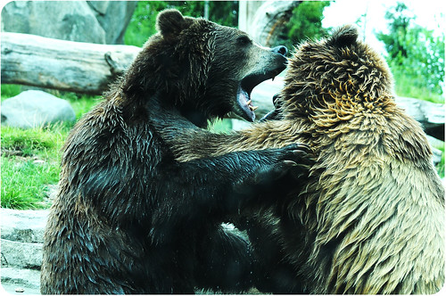 MN zoo bear fight