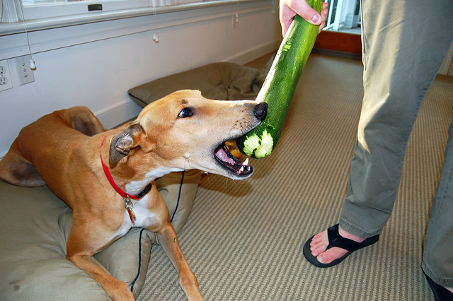 greyhound vs. zucchini