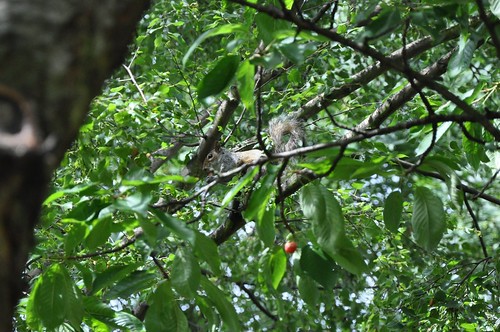 Cherry Eating Squirrel