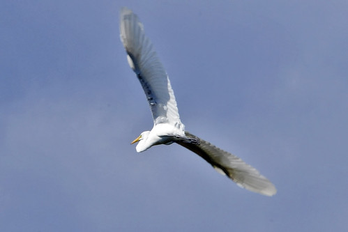 egret flying pocasset II