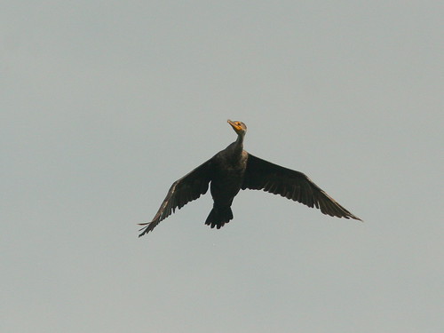 Double-crested Cormorant 20100807