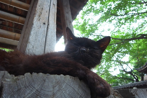 Today's Cat@2010-08-14
