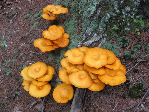 Mushrooms along the trail