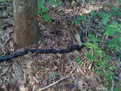  Black Rat Snake 