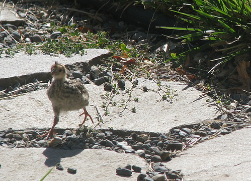 baby quail 2
