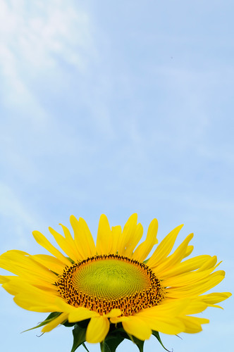 20100813 Sunflowers 2