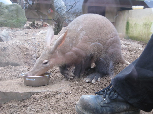 Aardvark by Kradlum, on Flickr