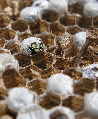 close up of an emerging wasp