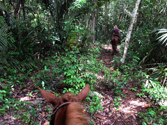Riding in Jungle Cayo Belize by furtwangl, on Flickr