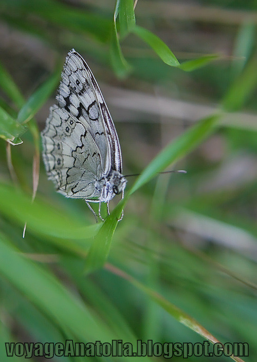 B/W Butterfly on Green Grass by voyageAnatolia.blogspot.com