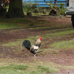 Tillstrom Road rooster