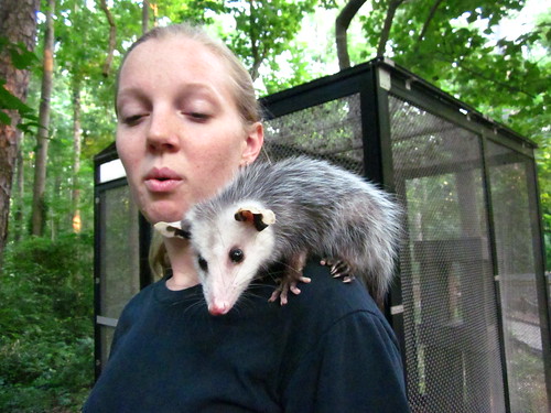 Baby possum we got to pet!