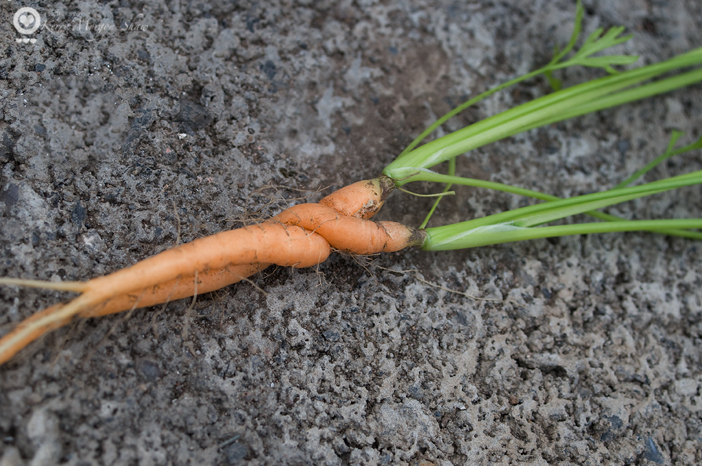 Twisted tenderness or Carrot cuddles...you decide!  184/365