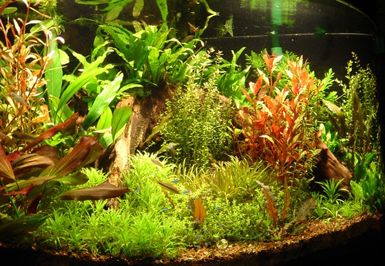bitkili akvaryum, akvaryum bitkisi, aqua, aquarium, Bitkili, bitkili akvaryumlar, Fotoğraflar, picture, plant,