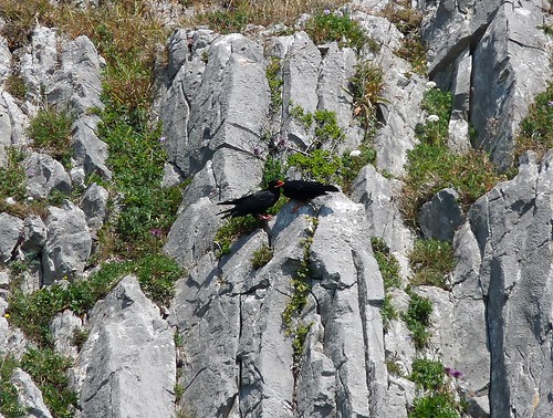 22081 - Juvenile Chough being fed, Gower