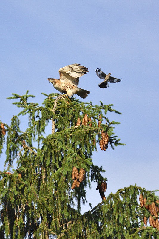 Многоголосый пересмешник Nothern Mockingbird Attacks Hawk