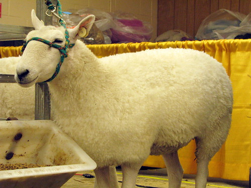 09 TN State Fair #136: Sheep