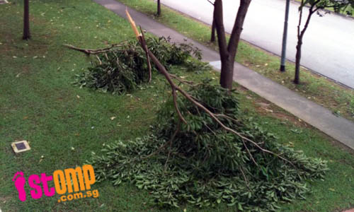 Fallen branches in Woodlands due to heavy rains in past week