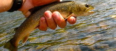 rock creek bull trout (a whopping 12 incher)