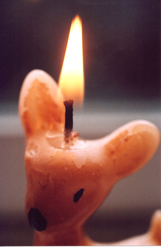 Deer Candle Lit