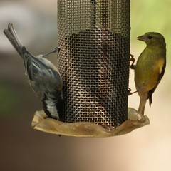 Goldfinch and Chickadee